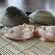 紫石房蛤