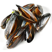 Mussel