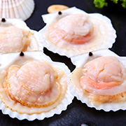 Scallop
