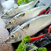 Mackerel