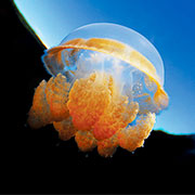 Rhopilema esculentum