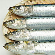 Sardine