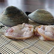Washington purplish clam