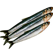Anchovy
