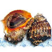Whelk