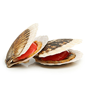 Scallop