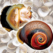 Moon snail
